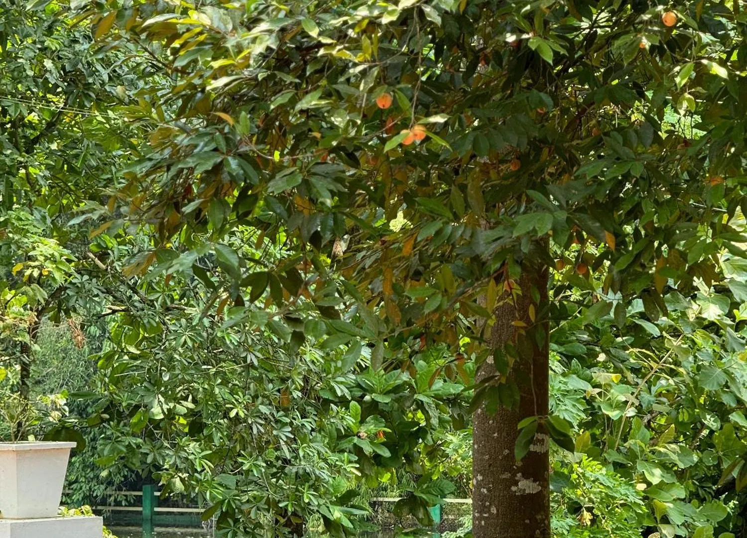 Sanctuary View Homestay Thattekad Kochi